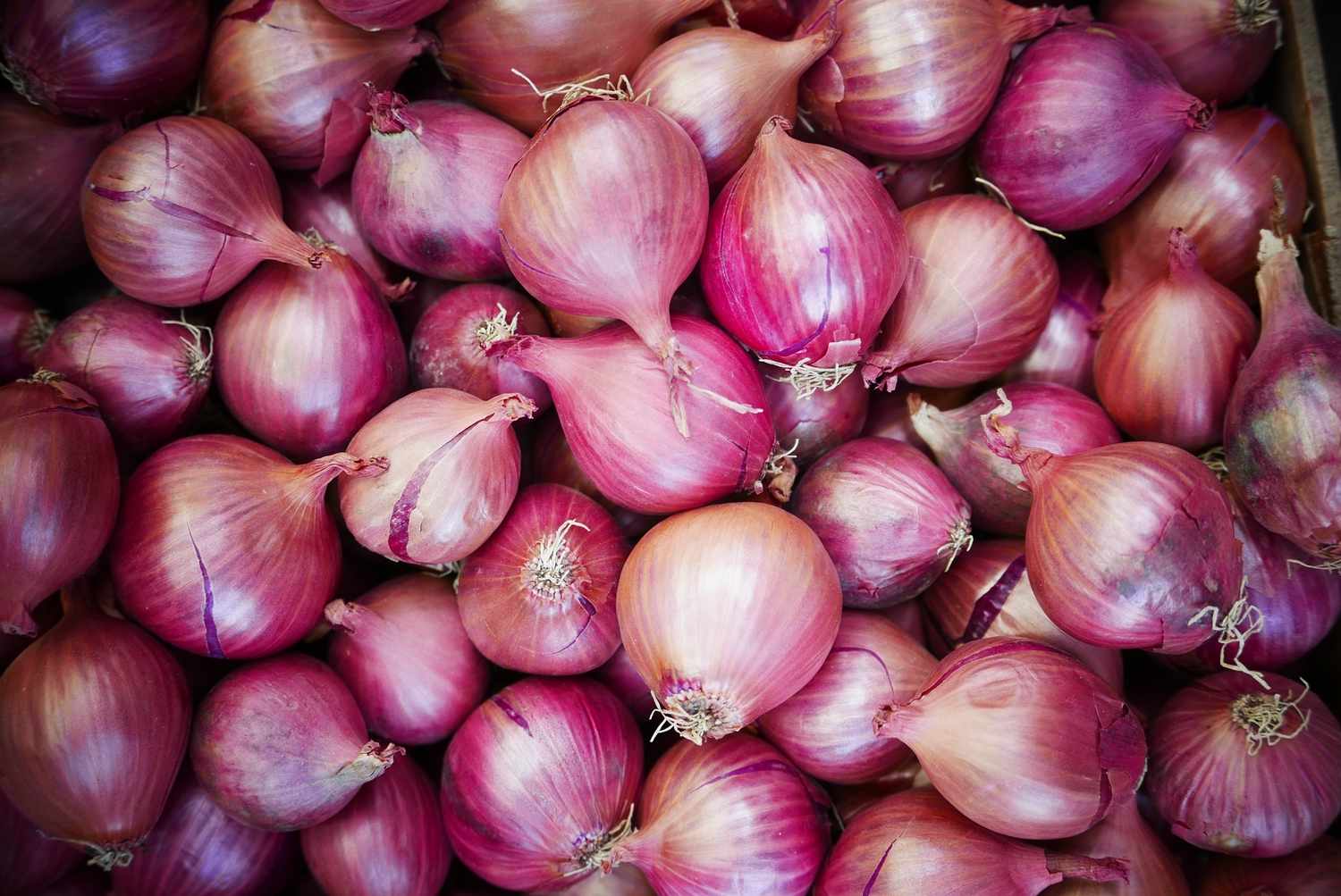 Onion image